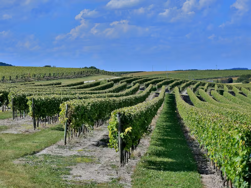 Paysage viticole