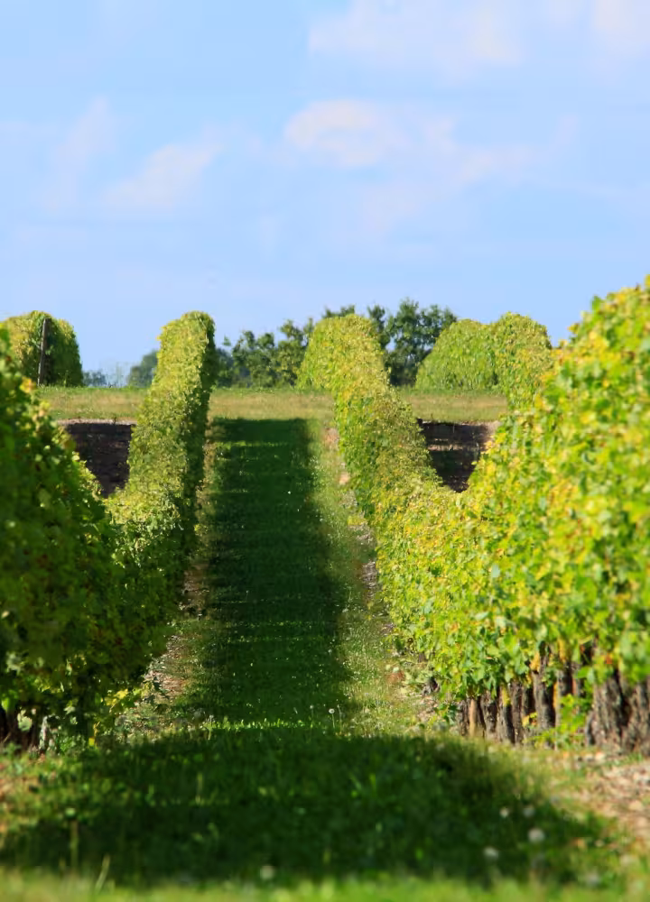 Musée des savoir-faire du cognac – Les Distillateurs Culturels