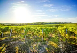 Vignoble de Cognac à Saint-Simeux